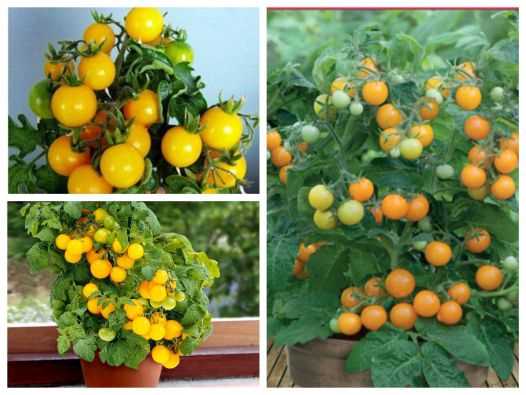 Hạt giống cà chua bi tròn lùn vàng