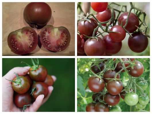 Hạt giống Cà chua Cherry Socola Hạt giống Cà chua Cherry Socola