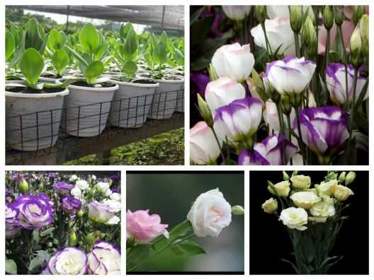 Hạt Giống Hoa Cát Tường