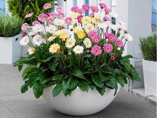 Hạt giống hoa đồng tiền mix màu