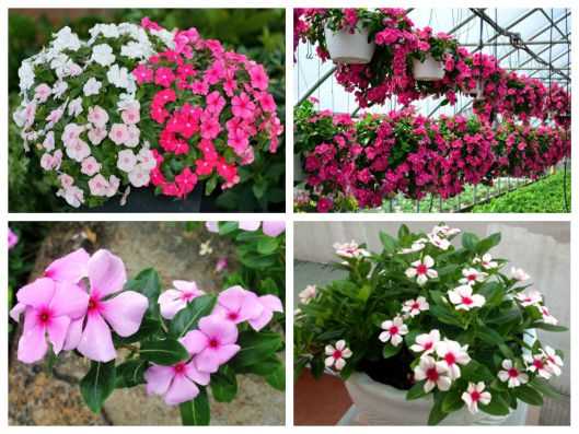 Hạt giống hoa dừa cạn cánh đơn