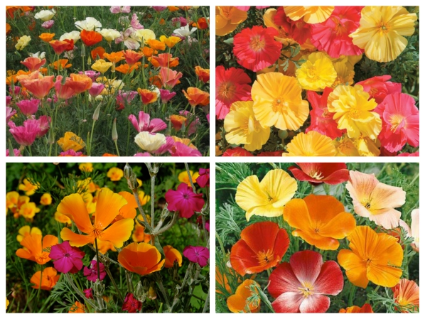 Hạt Giống Hoa Poppy Kép Vàng