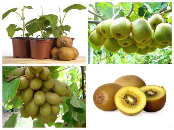 Hạt giống Kiwi
