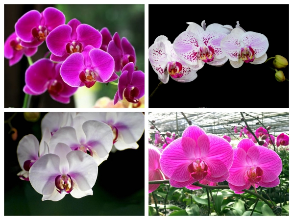 Hạt Giống Lan Hồ Điệp Nhiều Màu