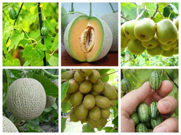 Bộ Hạt Giống Quả Ngọt Leo Giàn