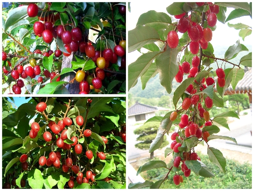 Cách Trồng Nhót Mỹ Siêu Trái Sân Vườn: Trồng Cảnh – Ăn Trái Tại Nhà