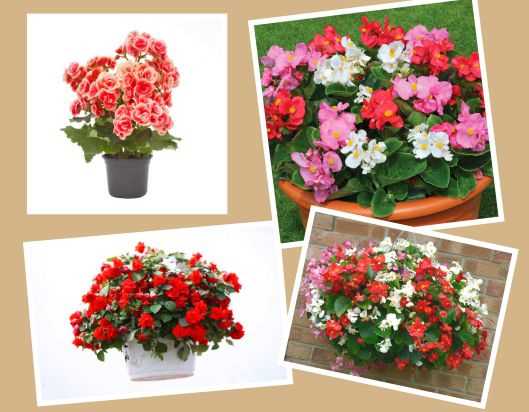 Hạt giống Thu Hải Đường mix màu