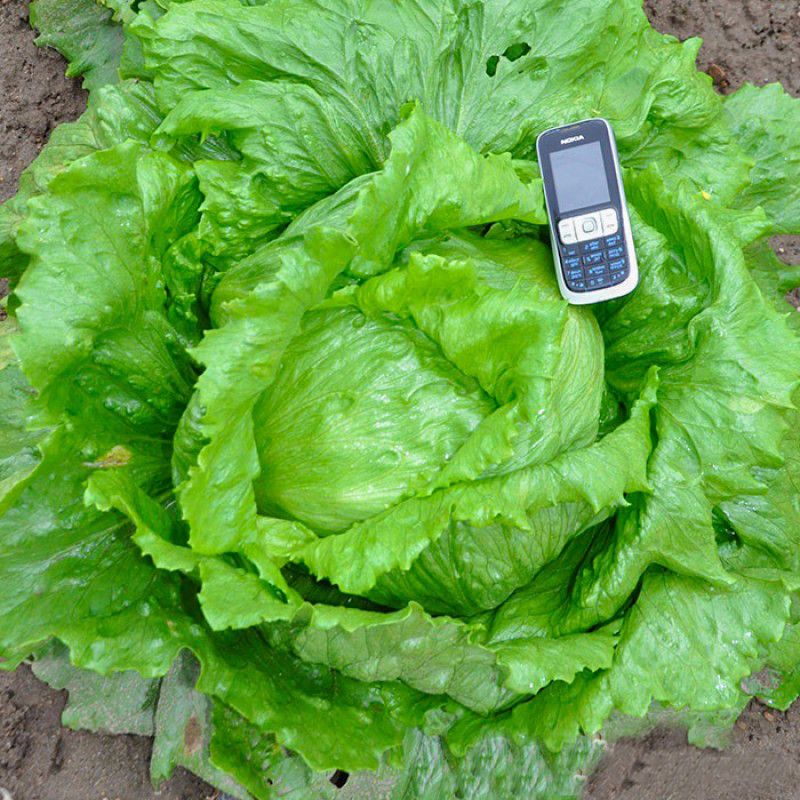 Hạt Giống Xà Lách Khổng Lồ 1kg