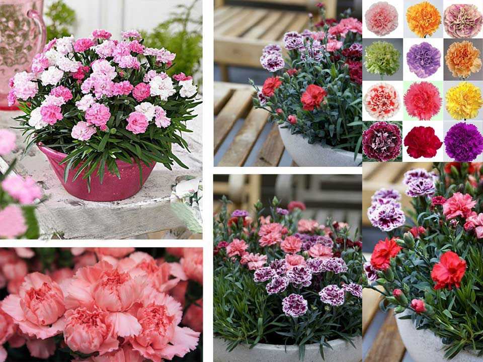 Hạt Giống Hoa Cẩm Chướng Lùn - Chùm Nhiều Màu