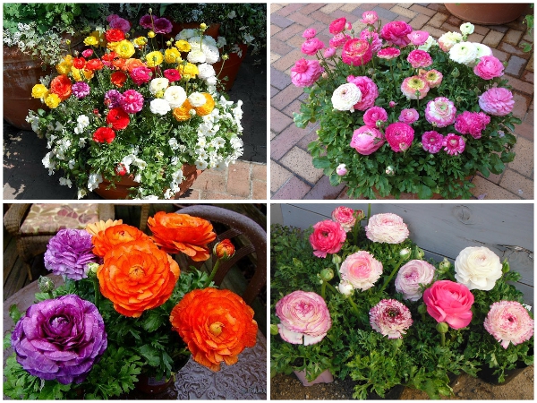 TRỌN BỘ TRỒNG VÀ CHĂM SÓC GIỐNG HOA HỒNG RI BA TƯ 