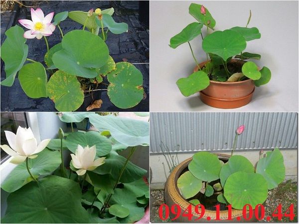 Hạt Giống Sen Mini Nhật Bản - 08 Hạt - Siêu Khuyến Mãi