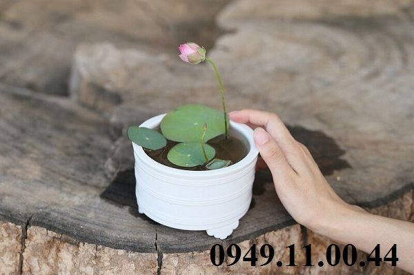 BỘ HẠT GIỐNG SEN MINI NHẬT BẢN 10 HẠT ĐỦ MÀU SẮC