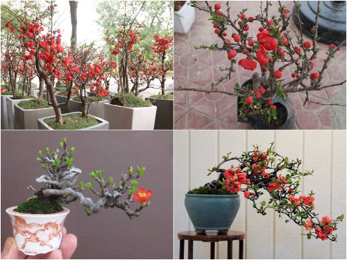  Cách Trồng Hoa Mai Đỏ Mang Lại Tài Lộc Cho Gia Chủ