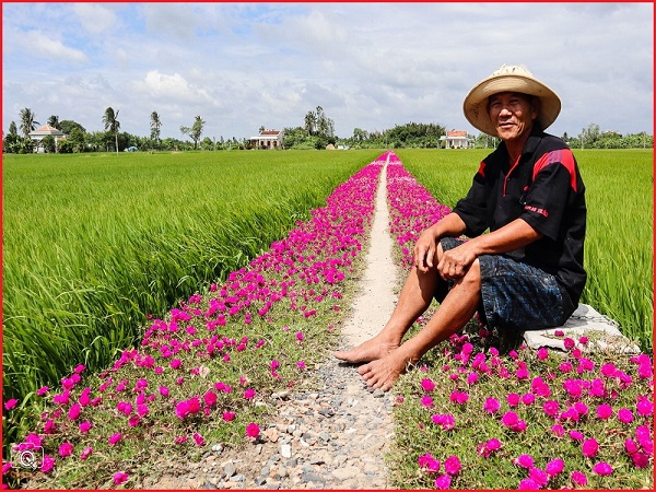 Bộ Hạt Giống Mười Giờ Mỹ Mix Màu