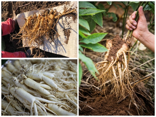 Kinh Nghiệm Trồng Nhân Sâm Hàn Quốc Trên Đất Việt 