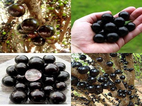 Khám Phá Giá Trị Thực Của Cây Nho Thân Gỗ Đang Gây Sốt Trên Thị Trường
