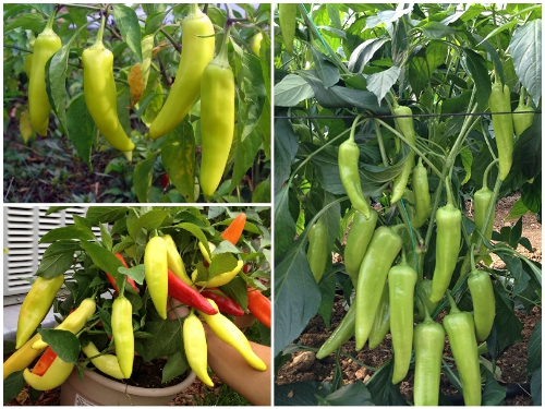 Kỹ Thuật Trồng Ớt Sừng Trâu Tại Nhà Cực Đơn Giản Cho Quả Trĩu Cành 