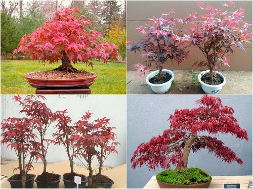 BỘ HẠT GIỐNG PHONG LÁ ĐỎ 
