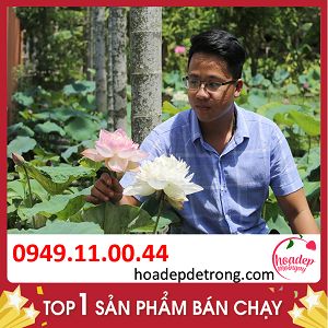 Khám Phá Cách Trông Sen Bách Diệp Chỉ Sau 8 Tháng