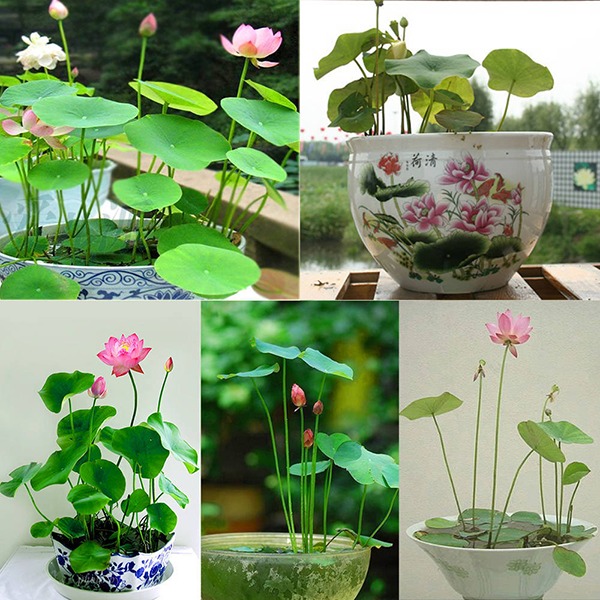 Bật Mí Cách Trồng Sen Mini Nhật 7 Màu Tuyệt Đẹp Ra Hoa Quanh Năm