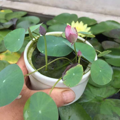 Trồng Sen Mini Nhật Bản Với Dinh Dưỡng Thủy Canh Hydroponic