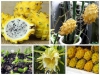 Kỹ Thuật Trồng Thanh Long Vàng Malaysia Siêu Trái Như Thanh Long Việt 