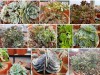 Trọn Bộ Trồng Và Chăm Sóc Giống Sen Đá Mix Màu 
