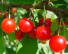 BỘ HẠT GIỐNG CHERRY MỸ NHIỆT ĐỚI