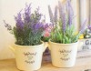 Trọn bộ trồng và chăm sóc hạt giống hoa oải hương
