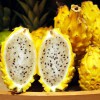 Trọn bộ trồng và chăm sóc hạt giống thanh long vỏ vàng