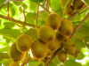 BẠN CÓ MUỐN THỬ TRỒNG GIỐNG KIWI RUỘT VÀNG