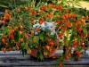 BỘ HẠT GIỐNG ỚT HABANERO