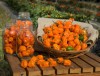 BỘ HẠT GIỐNG ỚT HABANERO