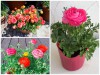 Sự Thật Bất Ngờ Về Giống Hoa Hồng Ri Ba Tư Mang Thịnh Vượng, May Mắn 