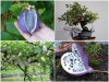 Trọn Bộ Trồng Và Chăm Sóc Giống Nho Akebi Nhật Bản 