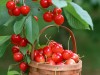 BỘ HẠT GIỐNG CHERRY MỸ NHIỆT ĐỚI