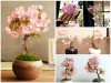 Điều Gì Khiến Hoa Anh Đào Kép Nhật Bản Được Cả Thế Giới Say Mê? 	