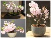 Điều Gì Khiến Hoa Anh Đào Kép Nhật Bản Được Cả Thế Giới Say Mê? 	