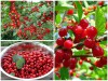 Anh Đào Triều Tiền Và Những Điều Bất Ngờ Bạn Nên Biết 