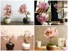 Điều Gì Khiến Hoa Anh Đào Kép Nhật Bản Được Cả Thế Giới Say Mê? 	