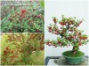BỘ HẠT GIỐNG ANH ĐÀO TRIỀU TIÊN 