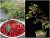 BỘ HẠT GIỐNG ANH ĐÀO TRIỀU TIÊN 