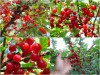 BỘ HẠT GIỐNG ANH ĐÀO TRIỀU TIÊN 