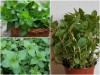Trọn Bộ Trồng Và Chăm Sóc Giống Bạc Hà Mexico 