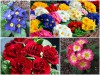 Trọn Bộ Trồng Và Chăm Sóc Giống Hoa Báo Xuân 