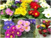 Trọn Bộ Trồng Và Chăm Sóc Giống Hoa Báo Xuân 