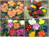 Trọn Bộ Trồng Và Chăm Sóc Giống Hoa Báo Xuân 