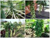 TRỌN BỘ TRỒNG VÀ CHĂM SÓC GIỐNG BẮP CẢI TÍ HON 