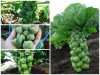 TRỌN BỘ TRỒNG VÀ CHĂM SÓC GIỐNG BẮP CẢI TÍ HON 