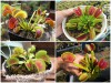 Cách Gieo Hạt Và Chăm Sóc Cây Bẫy Kẹp Bắt Mồi Siêu Đơn Giản 